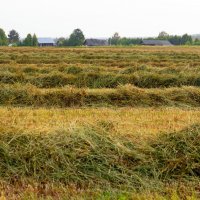 Скошенное поле :: Сергей Ц