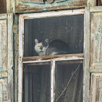 *** :: Алексей Мезенцев