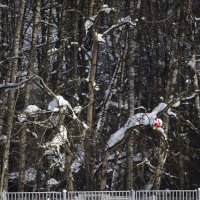 Гармонично. :: Наталья Вязигина