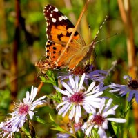 опять про бабочек...416 :: Александр Прокудин