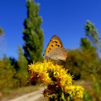 опять про бабочек...419 :: Александр Прокудин