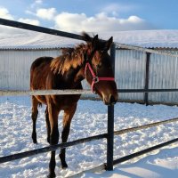 Жеребёнок :: Елена Сухорученкова