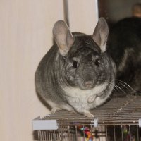 Маруся :: Сергей Кочнев