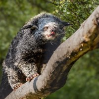 Бинтуронг :: SanSan 