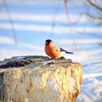 Птицы зимой :: Татьяна Лютаева