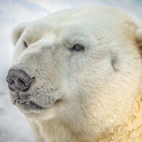 КАЙ :: Аркадий Лаптенко