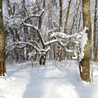 Зима в январе. :: Милешкин Владимир Алексеевич 