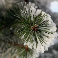 В снежной шубке :: Ольга 