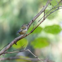 желтоголовый королек. :: юрий макаров