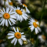 Ромашки :: Оксана Н.
