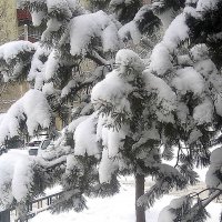 Зимнее :: Елена Семигина