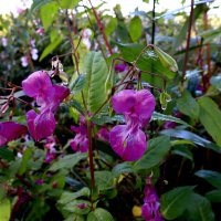 Весна не за горами 8 :: Николай 