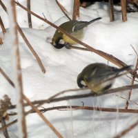 ** :: Зоя Мишина