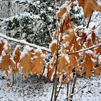 Опять выпал снег... :: Николай Саржанов
