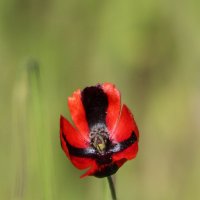 Мак. :: Александр. AVG100 ---