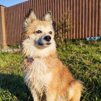 солнечные ванны Лисички :: Лидия Меркулова