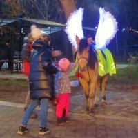 ...рыжей  масти белокрылый Пегас.. :: galalog galalog