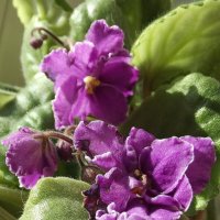 Фиалки :: Freddy 97