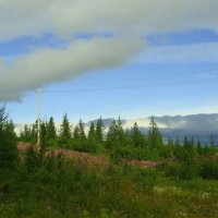 Лето. Лабытнанги. Ямал :: Tata Wolf