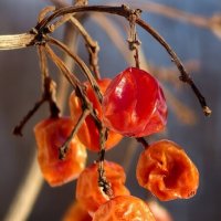 Зимние ягоды :: Мариша 