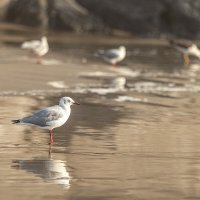 Перуанская авифауна в кадре :: Svetlana Galvez