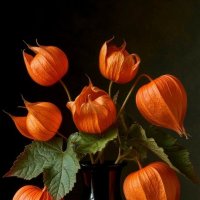 Физалис в черной вазе :: Георгий Пичугин