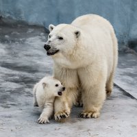 Белый :: SanSan 