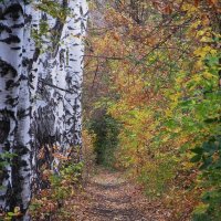 В берёзовой аллее :: Елена Шаламова