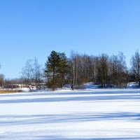 Свет и тени зимнего леса (репортаж из поездок по области). :: Милешкин Владимир Алексеевич 