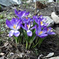 Скоро весна :: Лариса С.