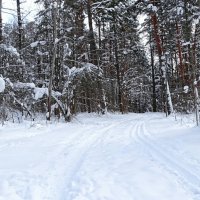 Зимний лес. :: Милешкин Владимир Алексеевич 