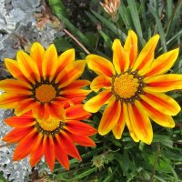 Гацания :: PRP 