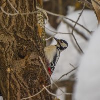 Неугомонный :: Сергей Цветков