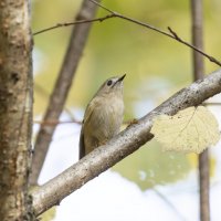 желтоголовый королек. :: юрий макаров