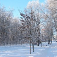 Зима... :: Татьяна Гнездилова