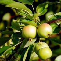 Яблочки. :: nadyasilyuk Вознюк Яблочки. :: nadyasilyuk Вознюк