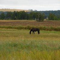 На вольном выгуле. :: nadyasilyuk Вознюк