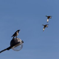 Руководитель полётов :: Игорь Шевченко