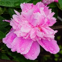 Пышный пион после дождика :: Николай Зиновьев