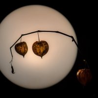 Ночь, улица, фонарь ... :: Владимир 