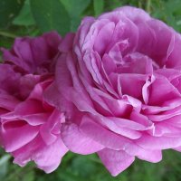 Розы :: Freddy 97