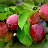 Новый урожай... :: Анатолий Анищик