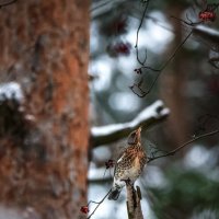 Последние ягоды рябины... :: Владимир Безбородов