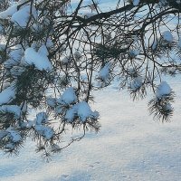Чистым снегом покрылась земля... :: Людмила 