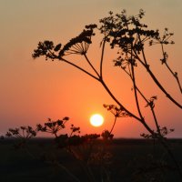 Рассвет :: Надежда Куркина 