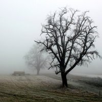 Морозный день :: Юрий. Шмаков