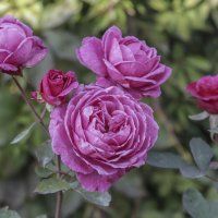 Цветущий  летний сад :: елена беликова