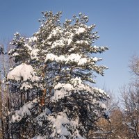 Лесные прогулки :: Michel 