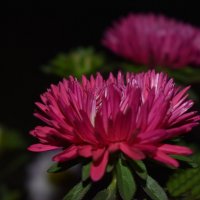 Ночь :: Дарья Шуклина