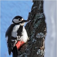 БПД :: Валентин Котляров